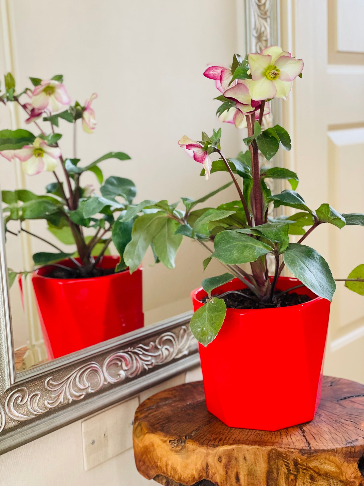 Helleborus niger en maceta L