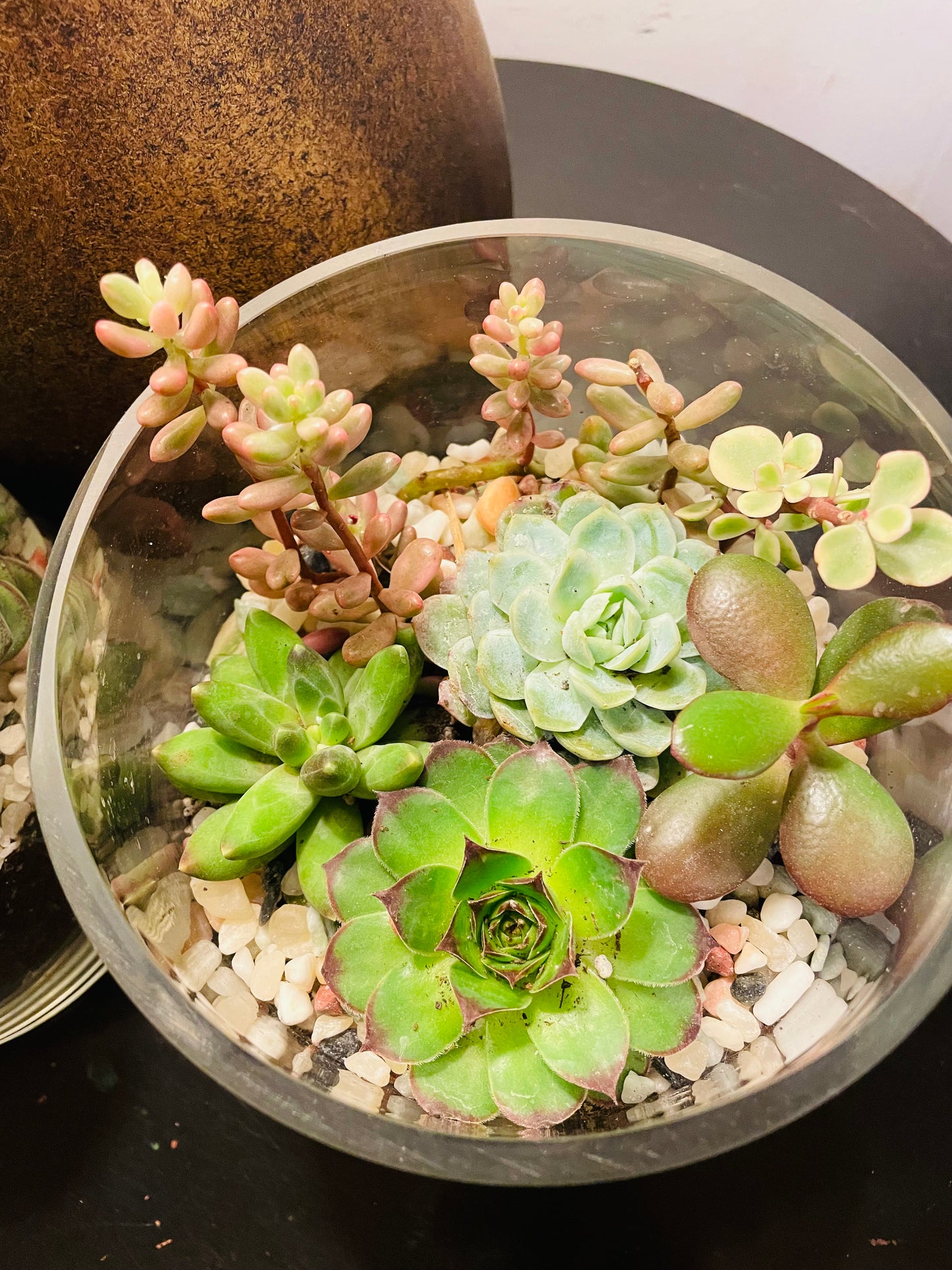 Terrario con suculentas en vidrio