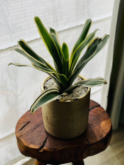 Bromelia en maceta L