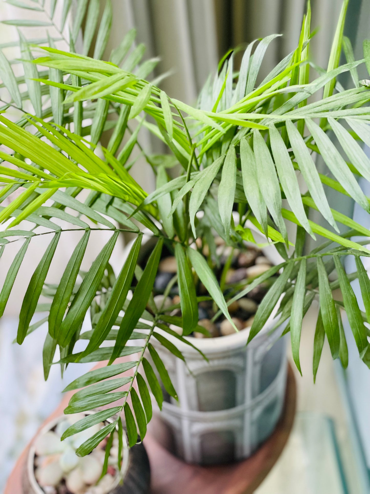 Chamaedorea elegans en maceta cilíndrica L
