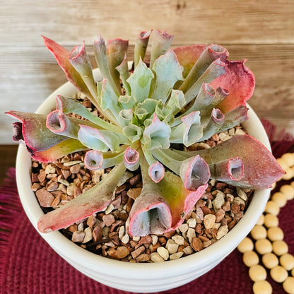 Echeveria Pink Trumpet en maceta M
