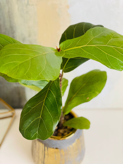 Ficus lyrata en maceta M