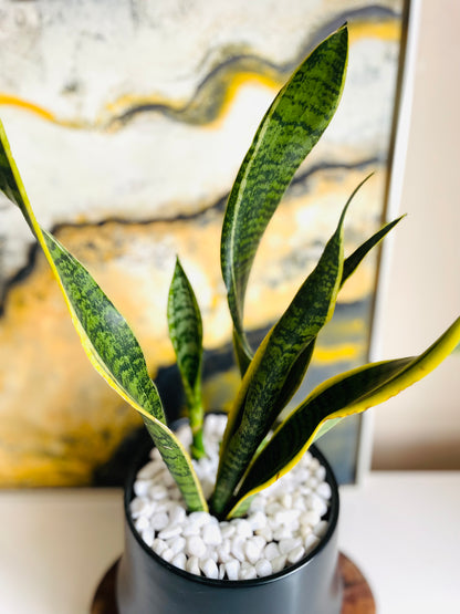 Sansevieria en maceta M