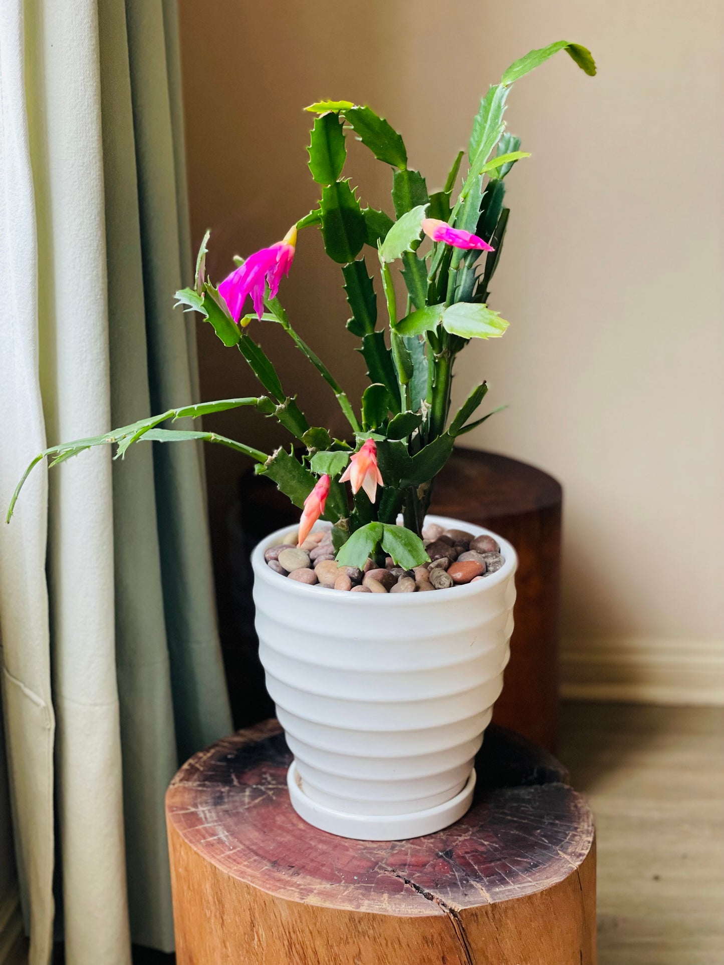 Schlumbergera truncata en maceta M