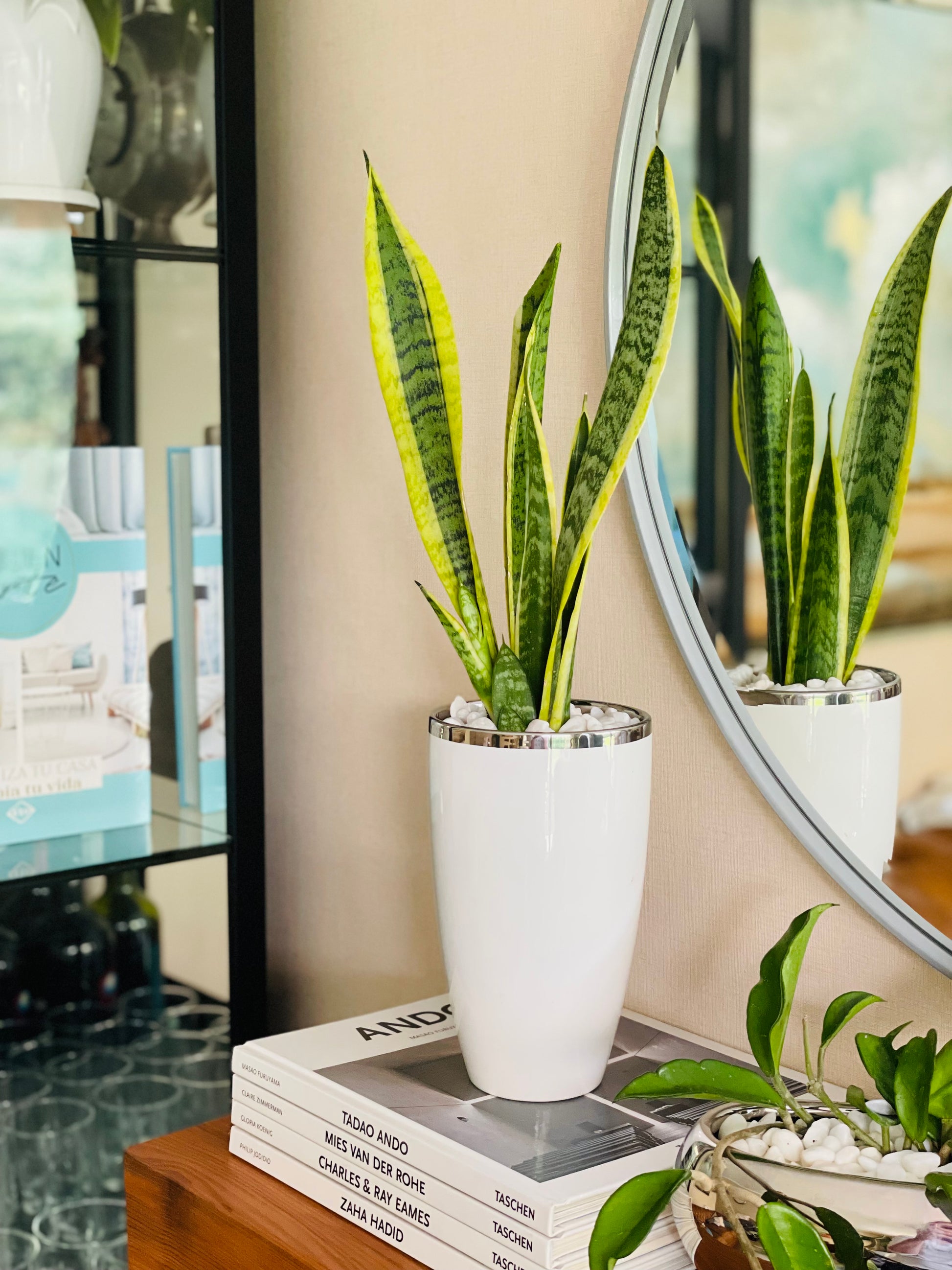 sansevieria en maceta Sansevieria en maceta L – Verde Decoración