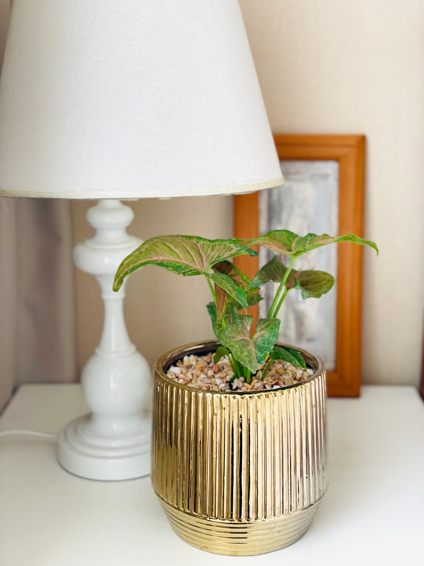 Syngonium Strawberry en maceta M