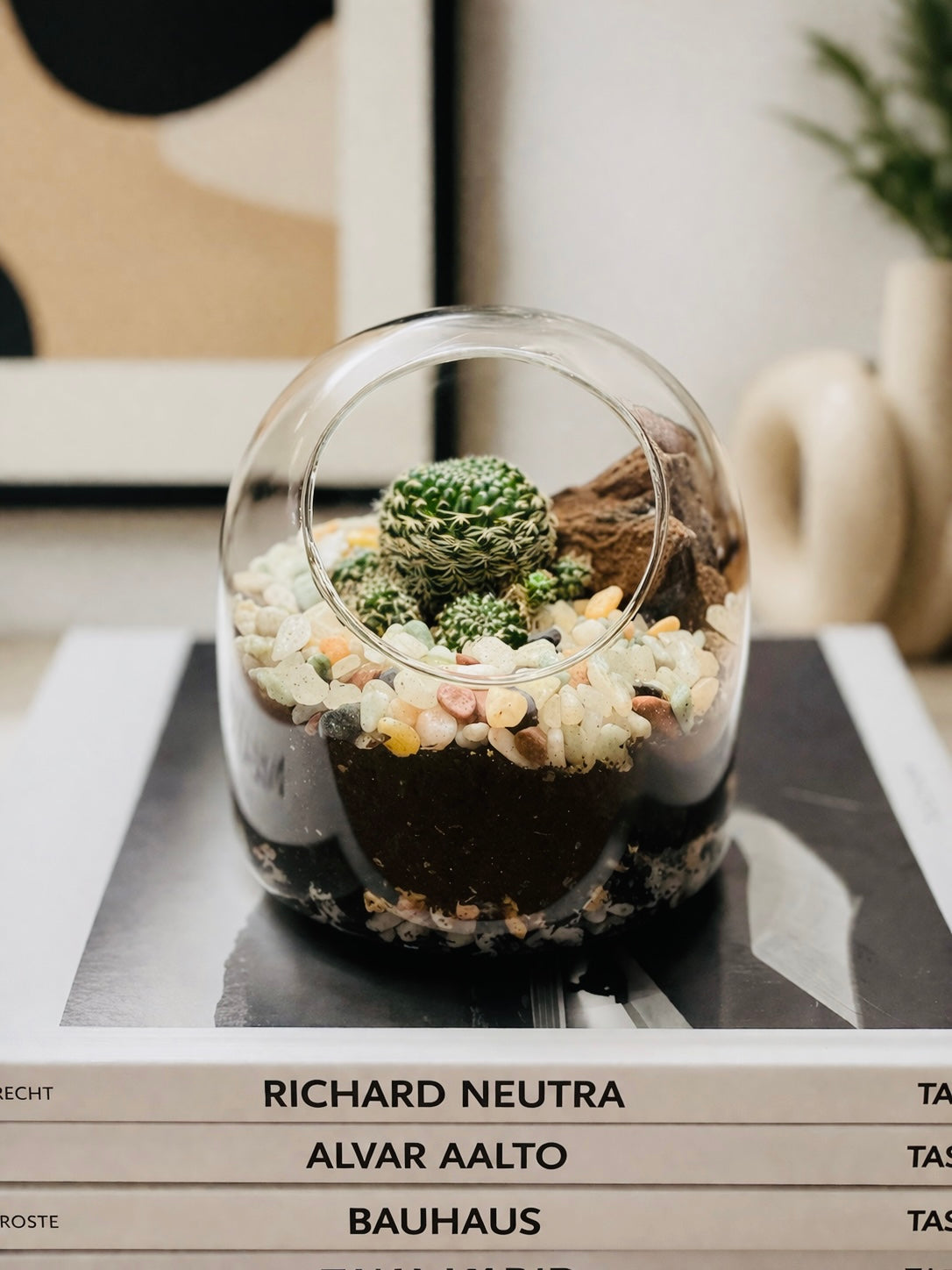 Terrario con cactus (Echinopsis tubiflora)