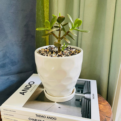 Crassula ovata en maceta S