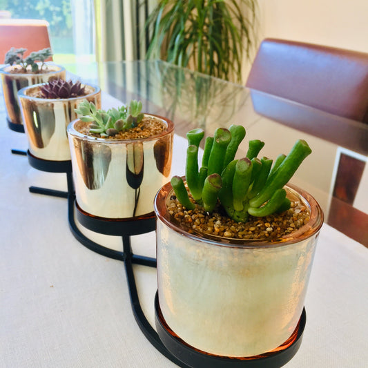 Centro de mesa con mix de suculentas diseño ondas