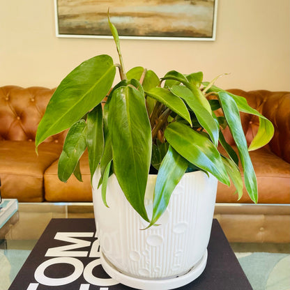 Filodendro Red emeral en maceta L