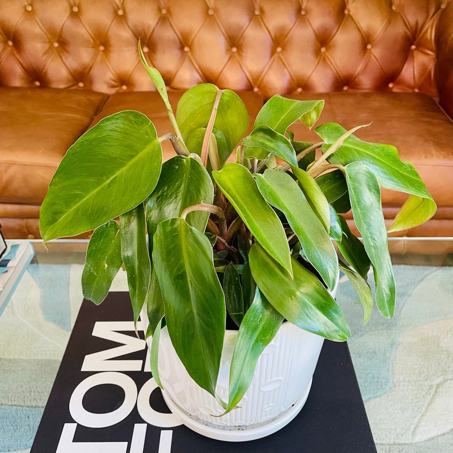 Filodendro Red emeral en maceta L