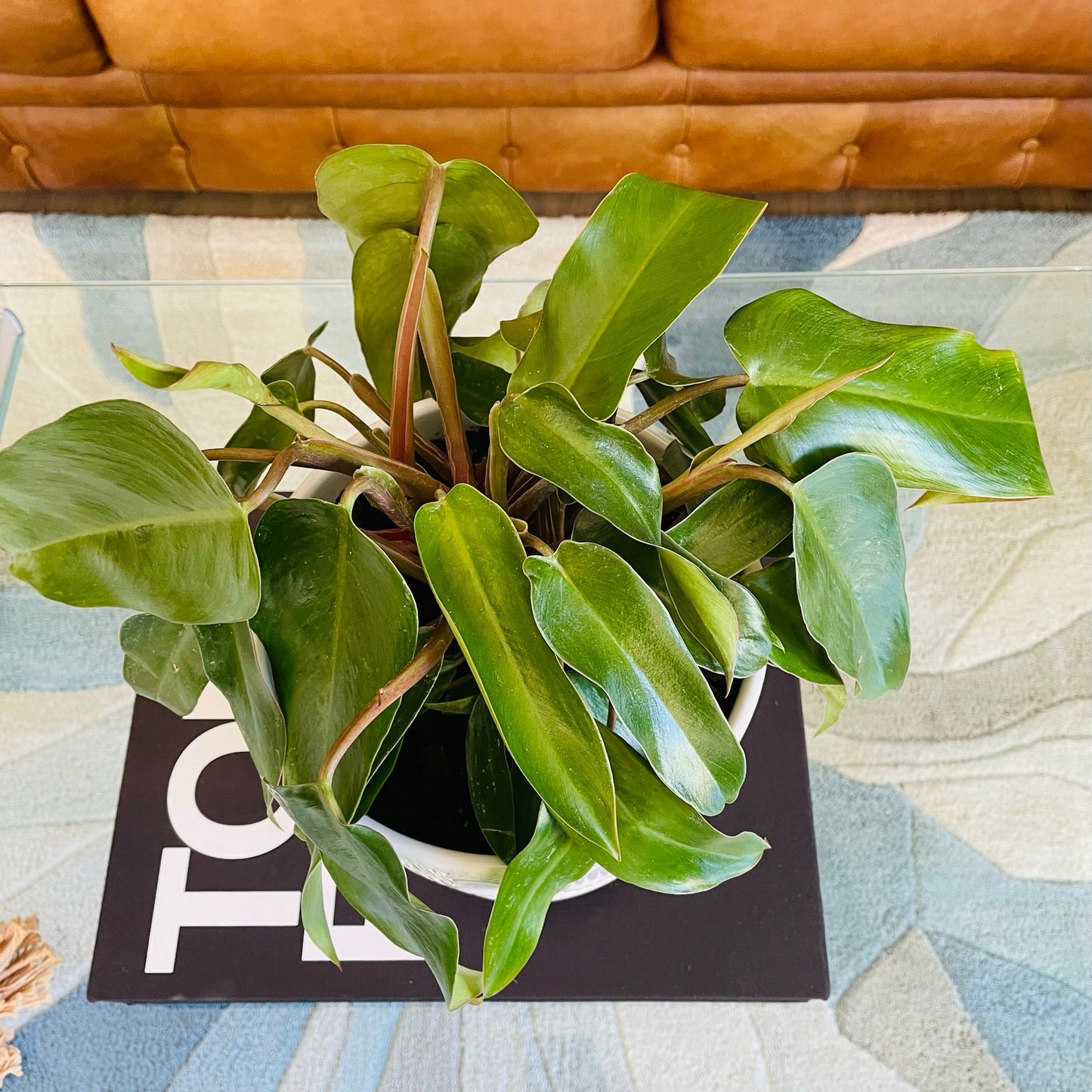 Filodendro Red emeral en maceta L