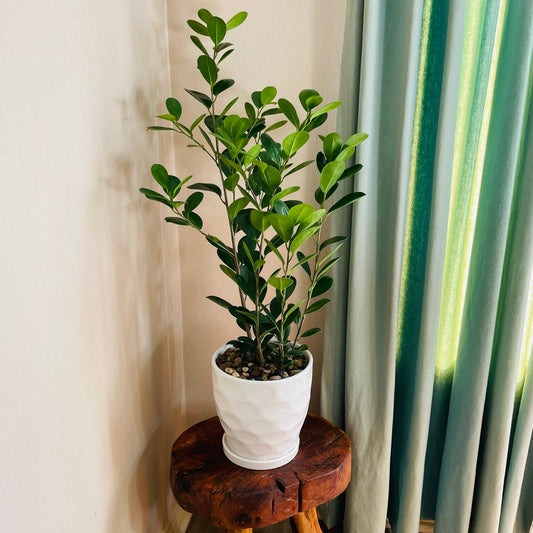 Ficus Monocrom en maceta L