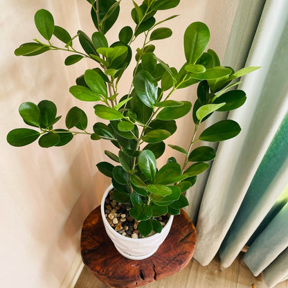 Ficus Monocrom en maceta L