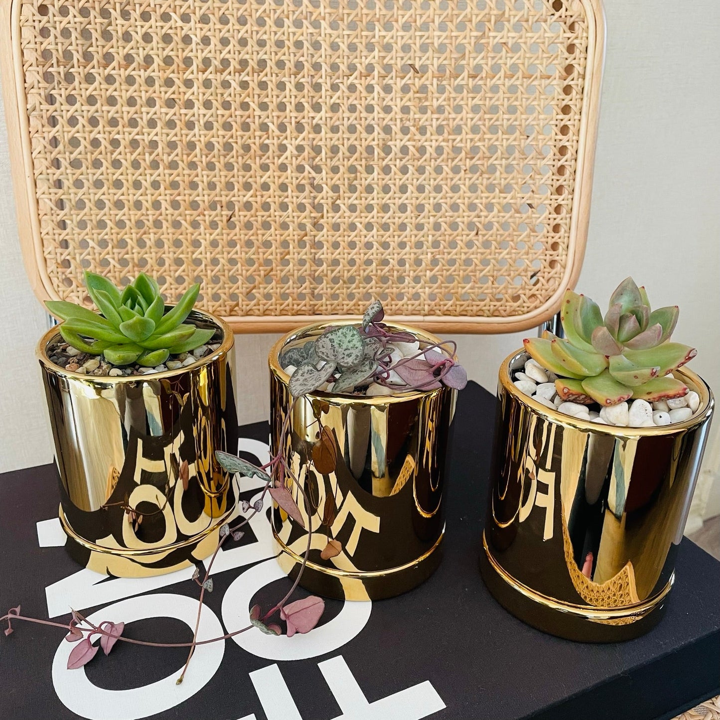 Suculentas y cactus en maceta dorada S