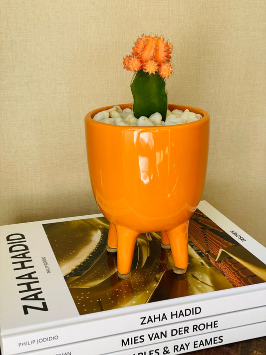 Cactus injertado en mini maceta