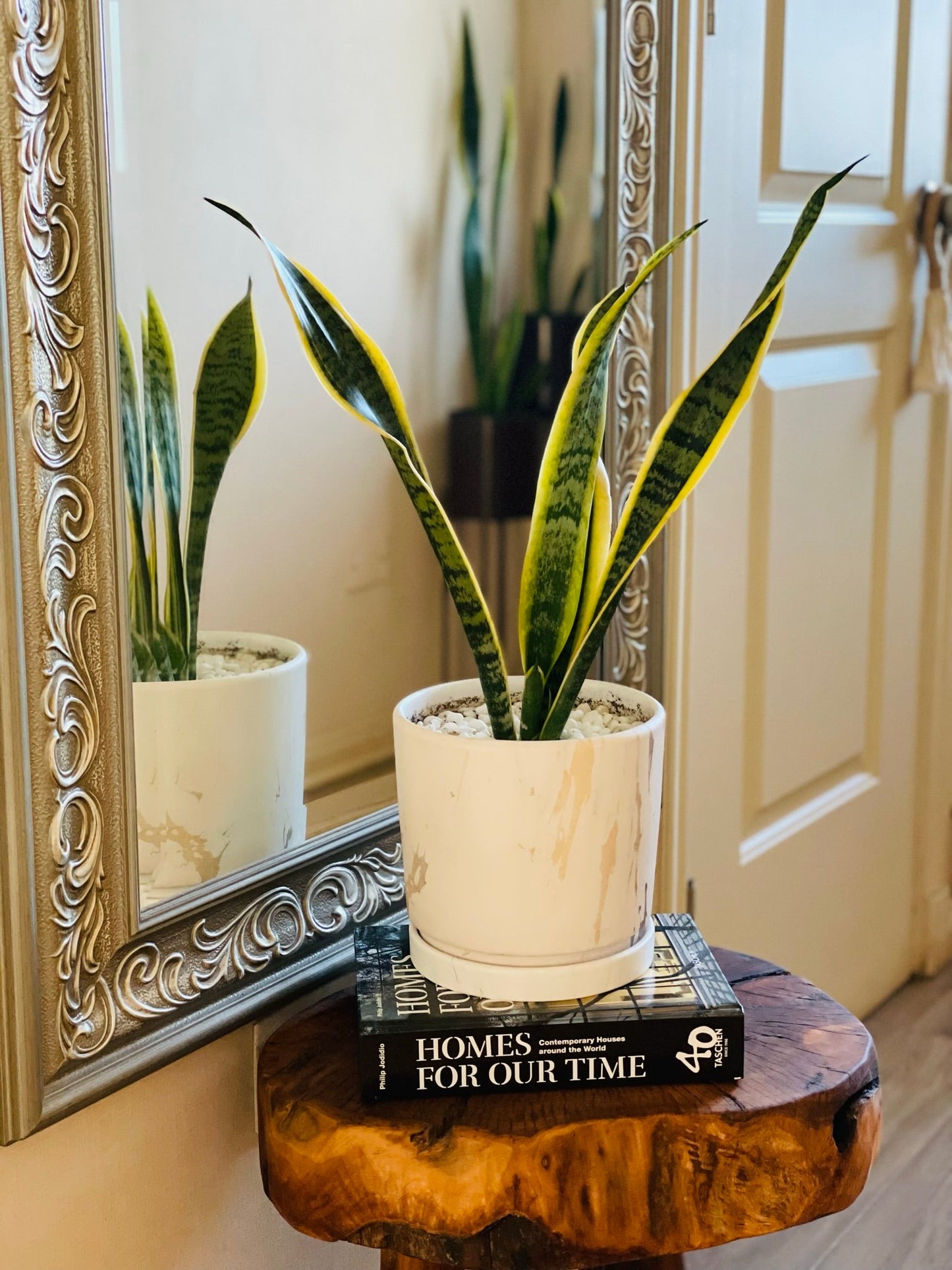 Sansevieria en maceta M