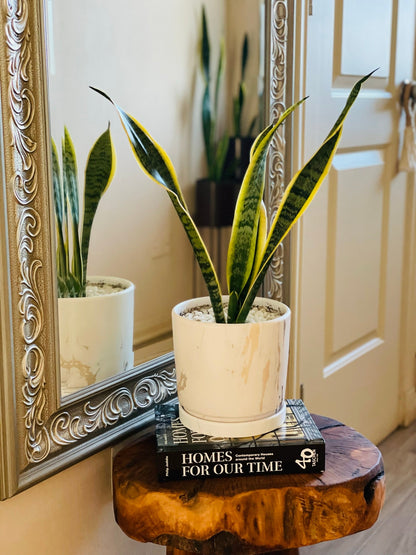 Sansevieria en maceta M