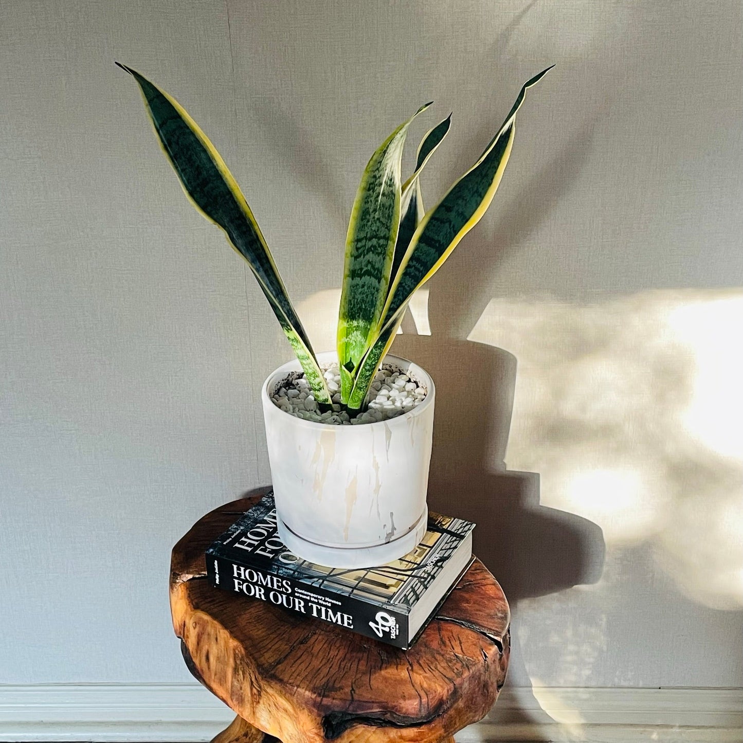 Sansevieria en maceta M