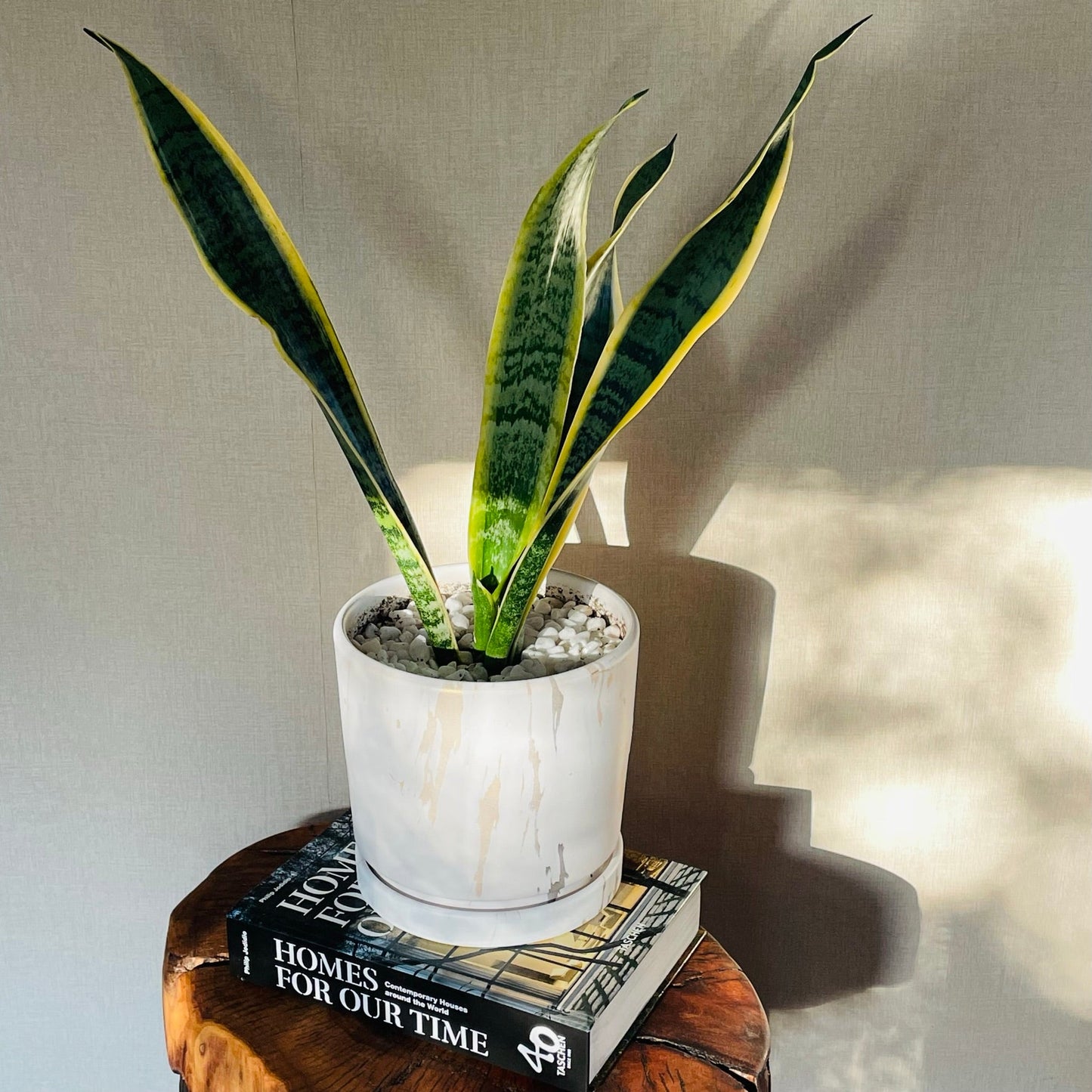 Sansevieria en maceta M