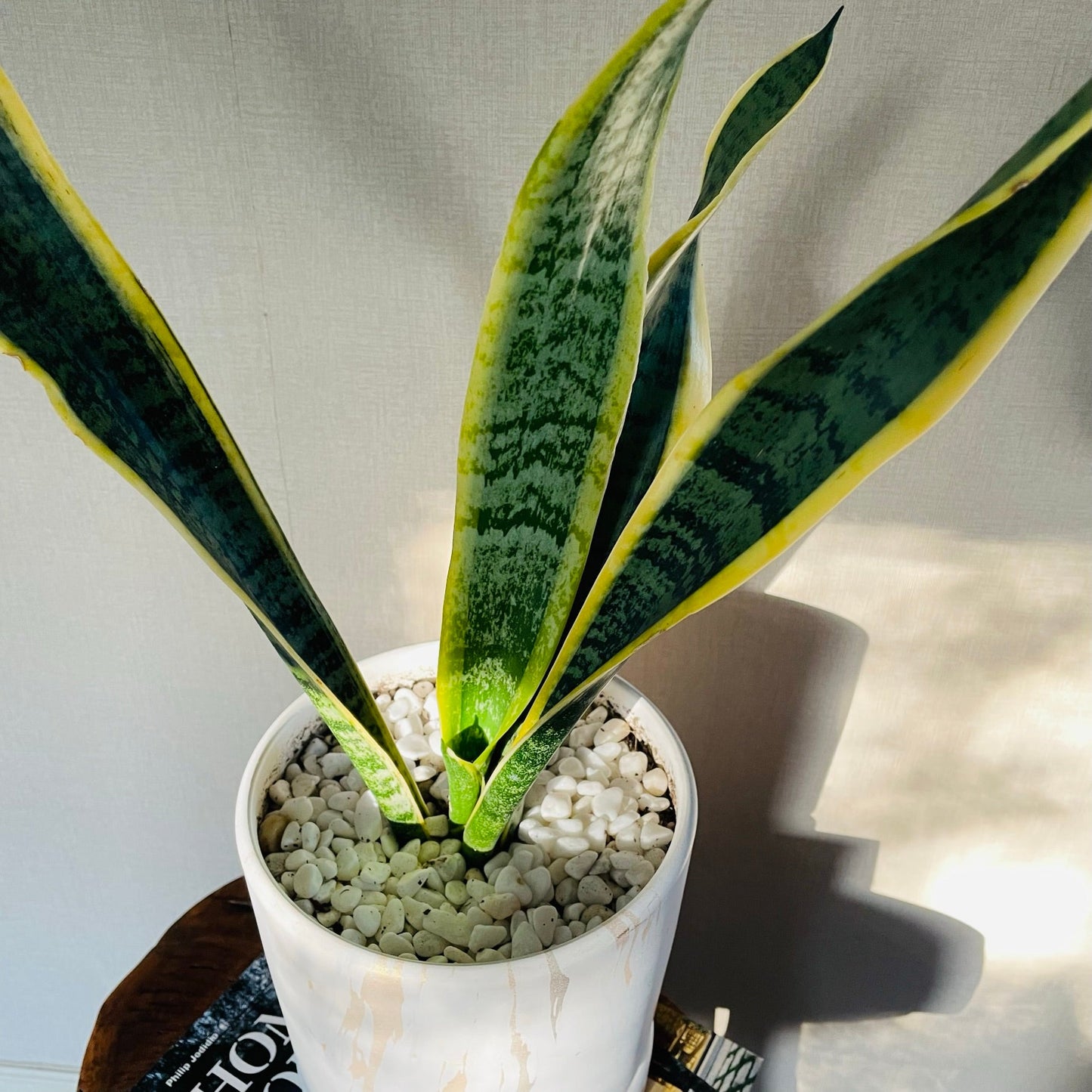 Sansevieria en maceta M