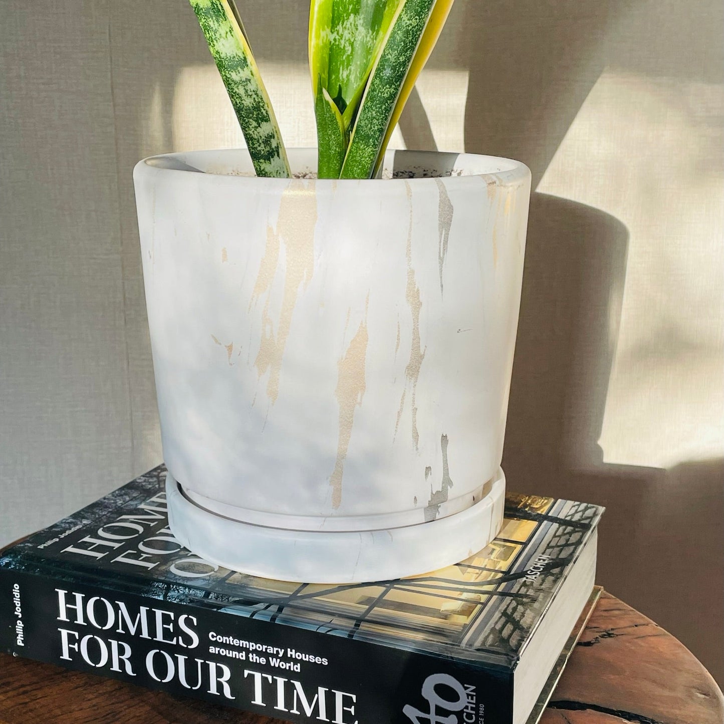 Sansevieria en maceta M