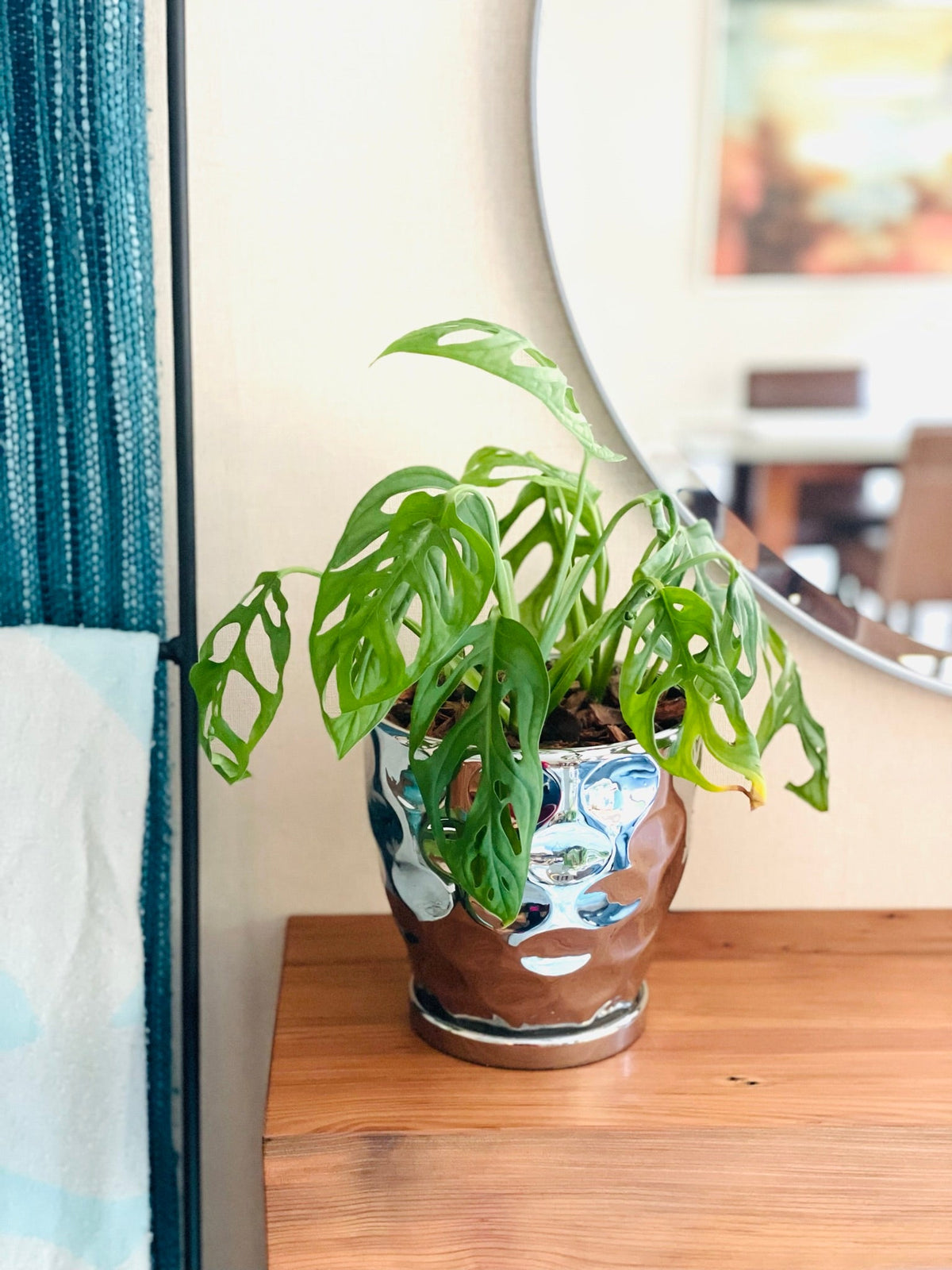 Monstera Adansonii en maceta M