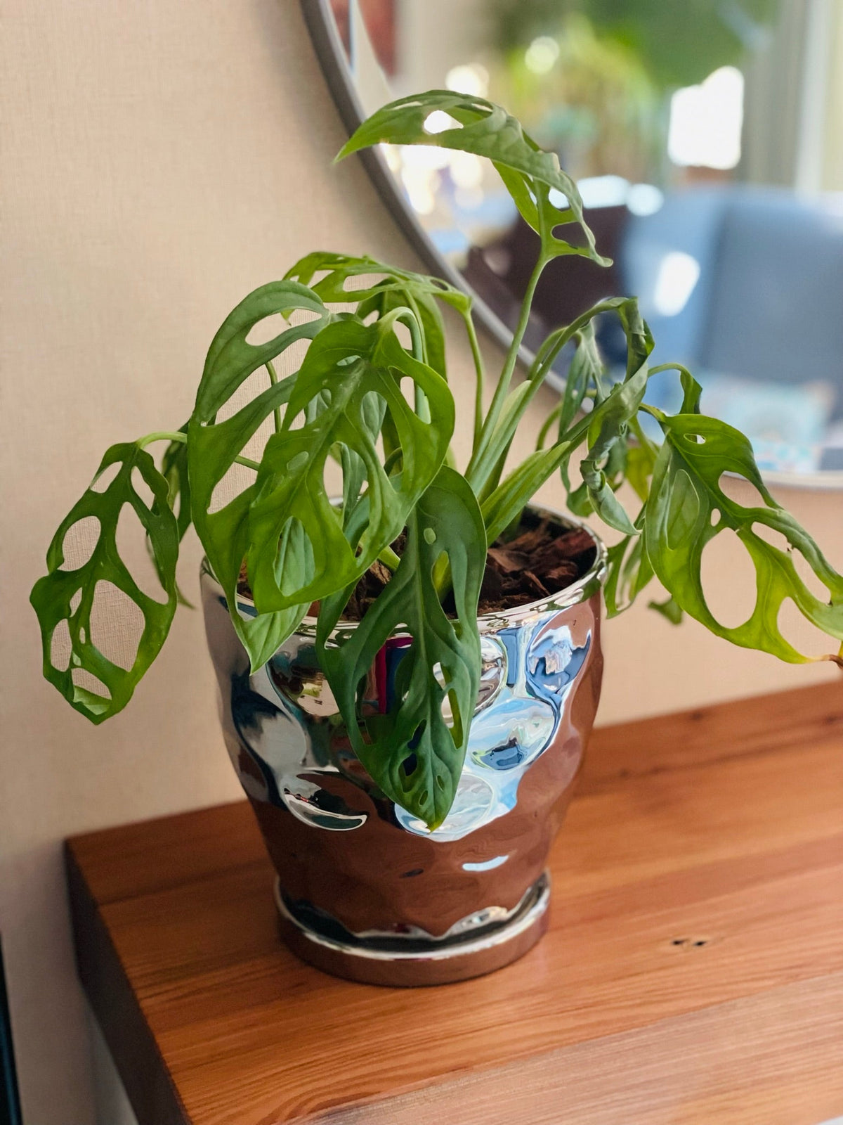 Monstera Adansonii en maceta M