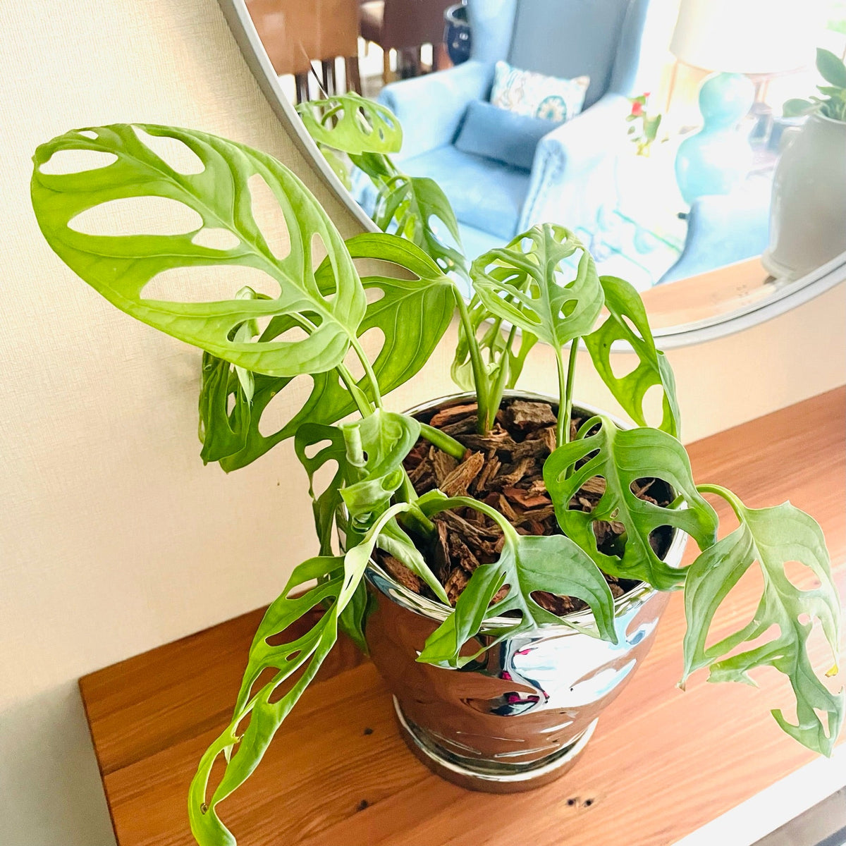 Monstera Adansonii en maceta M