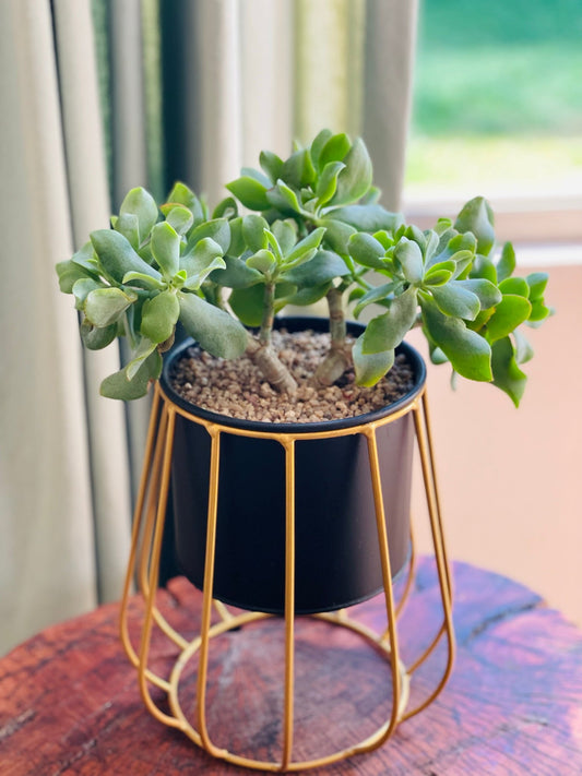 Crassula arborescens en maceta con soporte