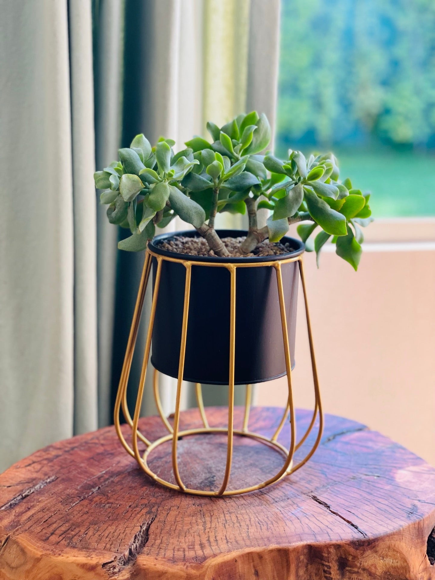 Crassula arborescens en maceta con soporte