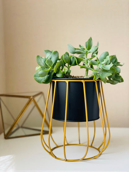 Crassula arborescens en maceta con soporte