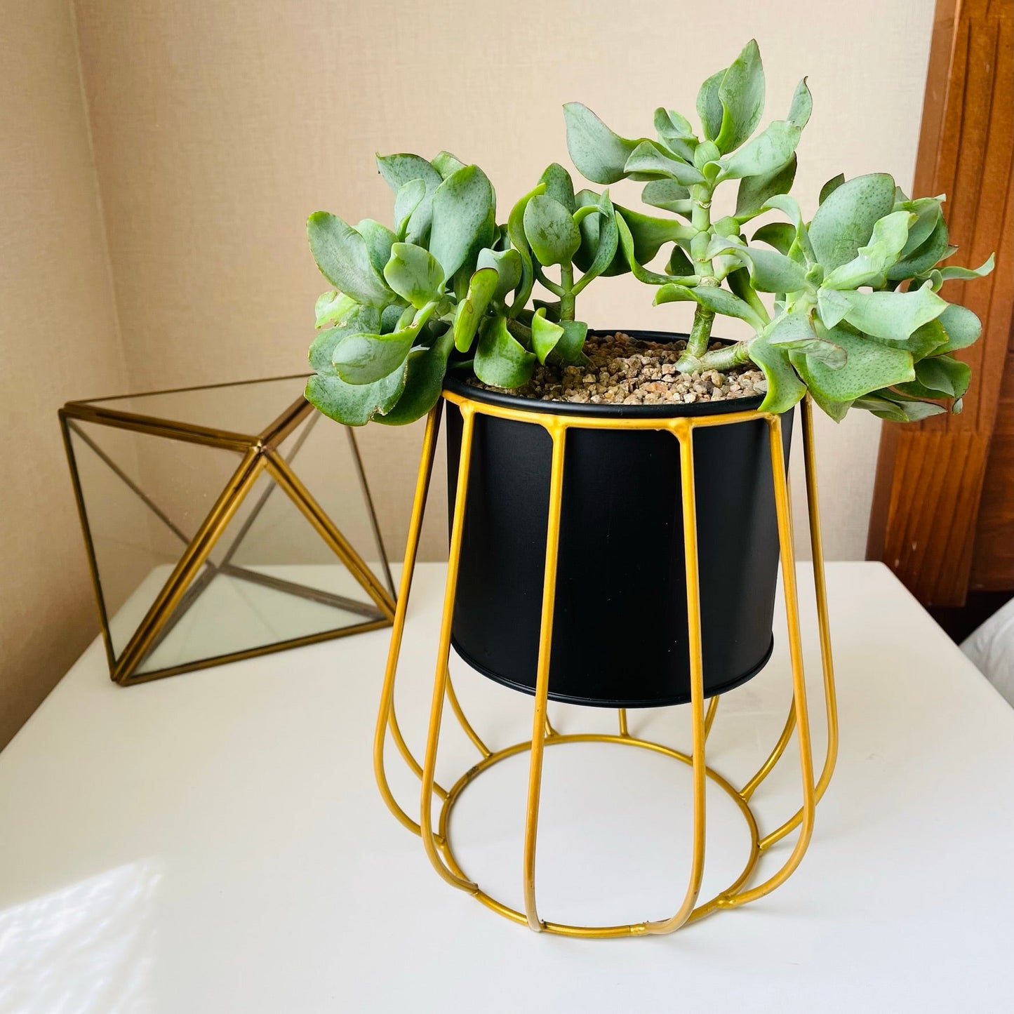Crassula arborescens en maceta con soporte