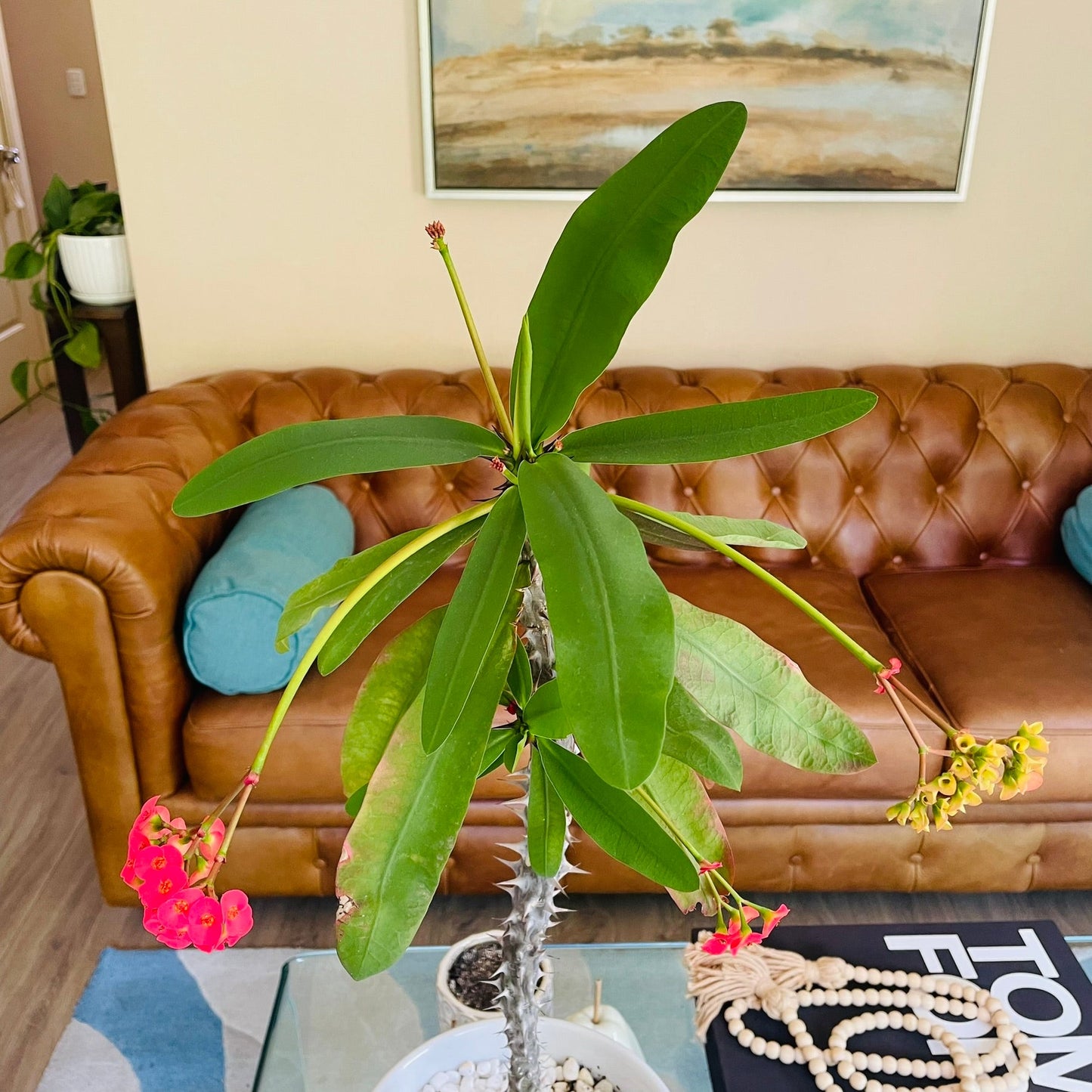 Euphorbia Milii en maceta L