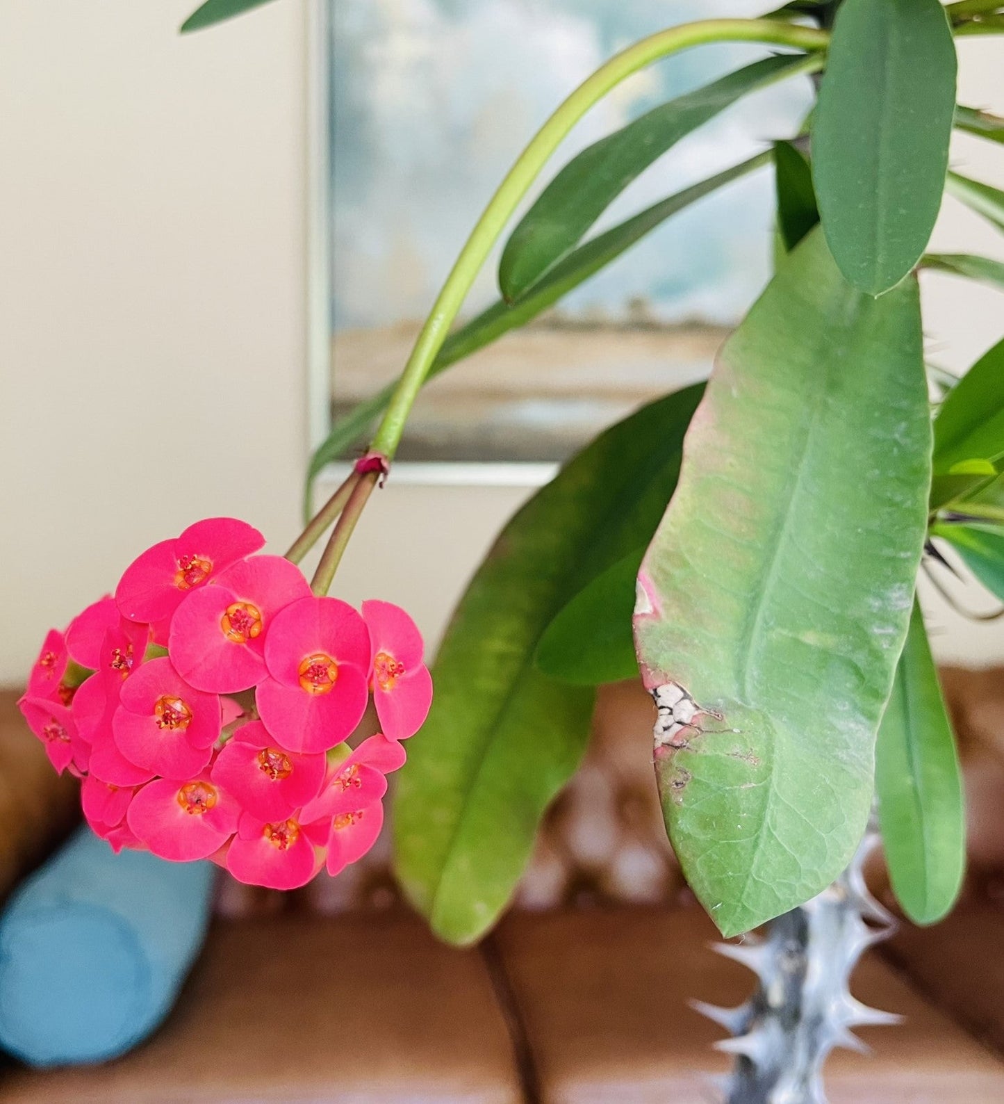 Euphorbia Milii en maceta L