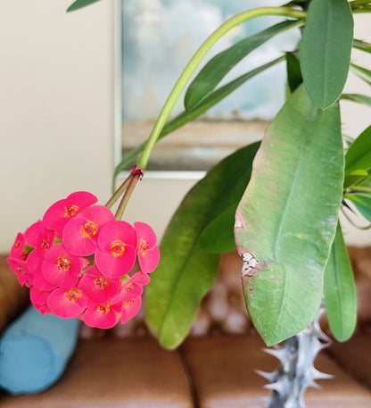 Euphorbia Milii en maceta L