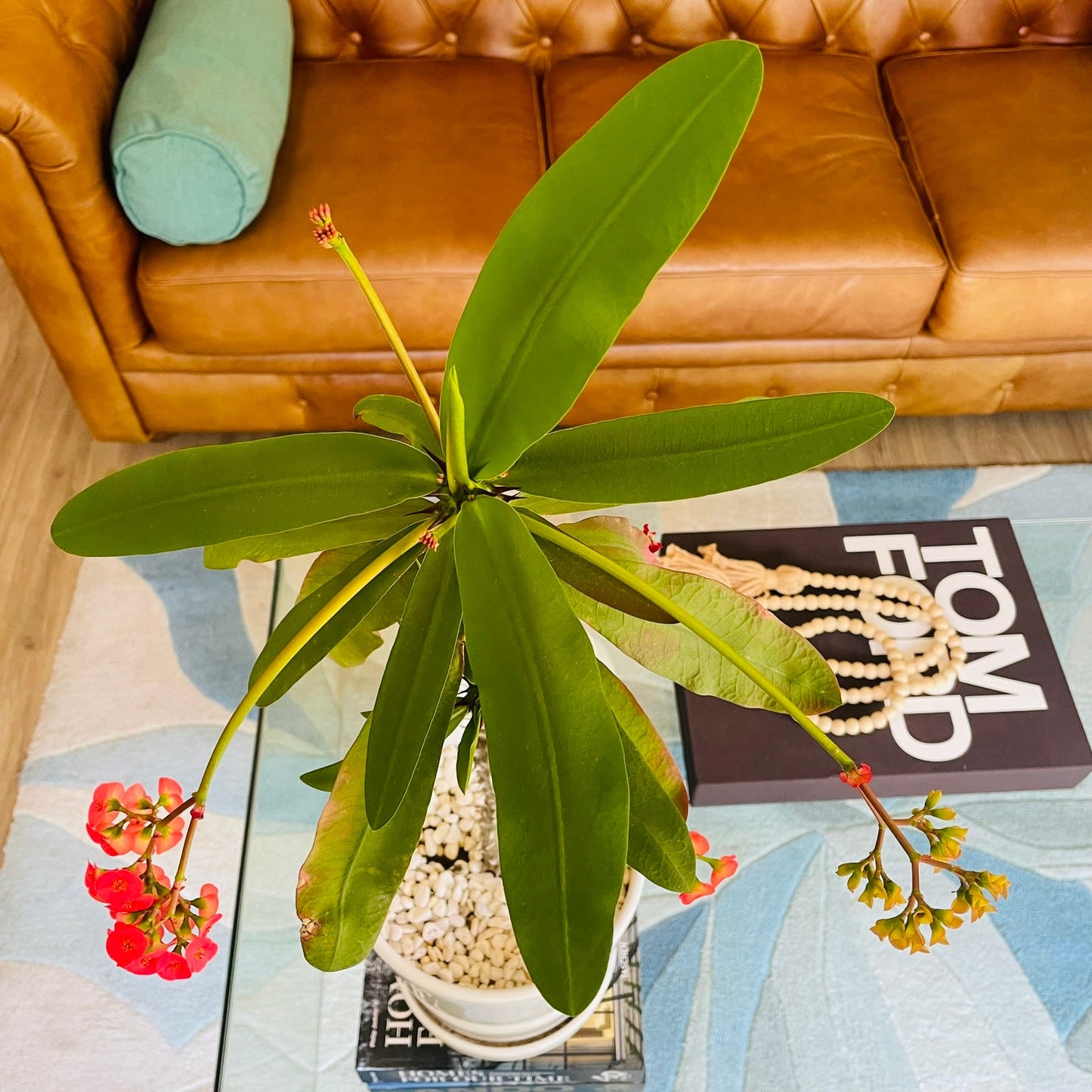 Euphorbia Milii en maceta L