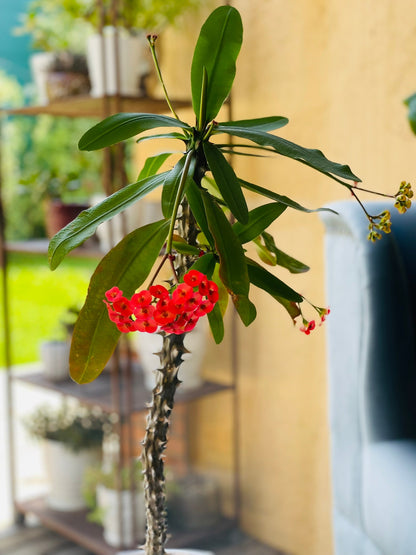 Euphorbia Milii en maceta L