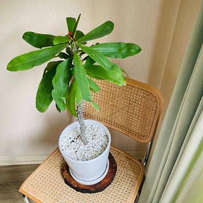 Euphorbia Milii en maceta L
