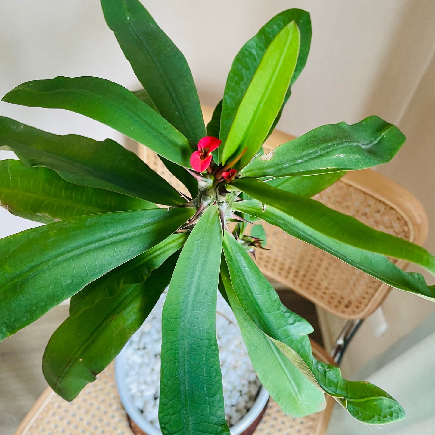 Euphorbia Milii en maceta L