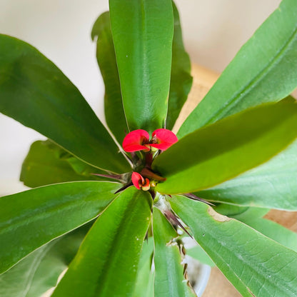 Euphorbia Milii en maceta L
