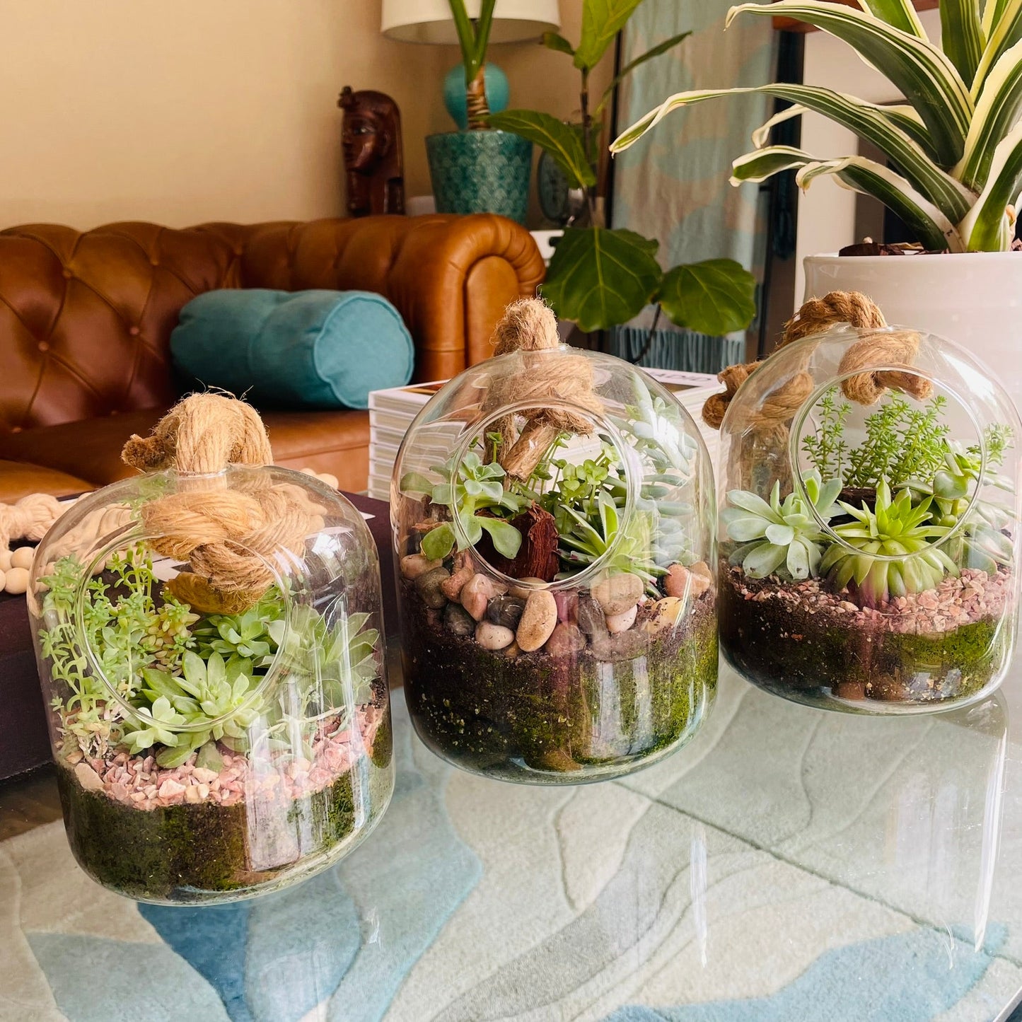 Terrario con suculentas en cúpula de vidrio