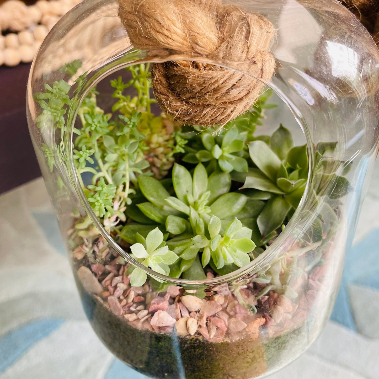 Terrario con suculentas en cúpula de vidrio
