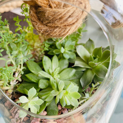 Terrario con suculentas en cúpula de vidrio