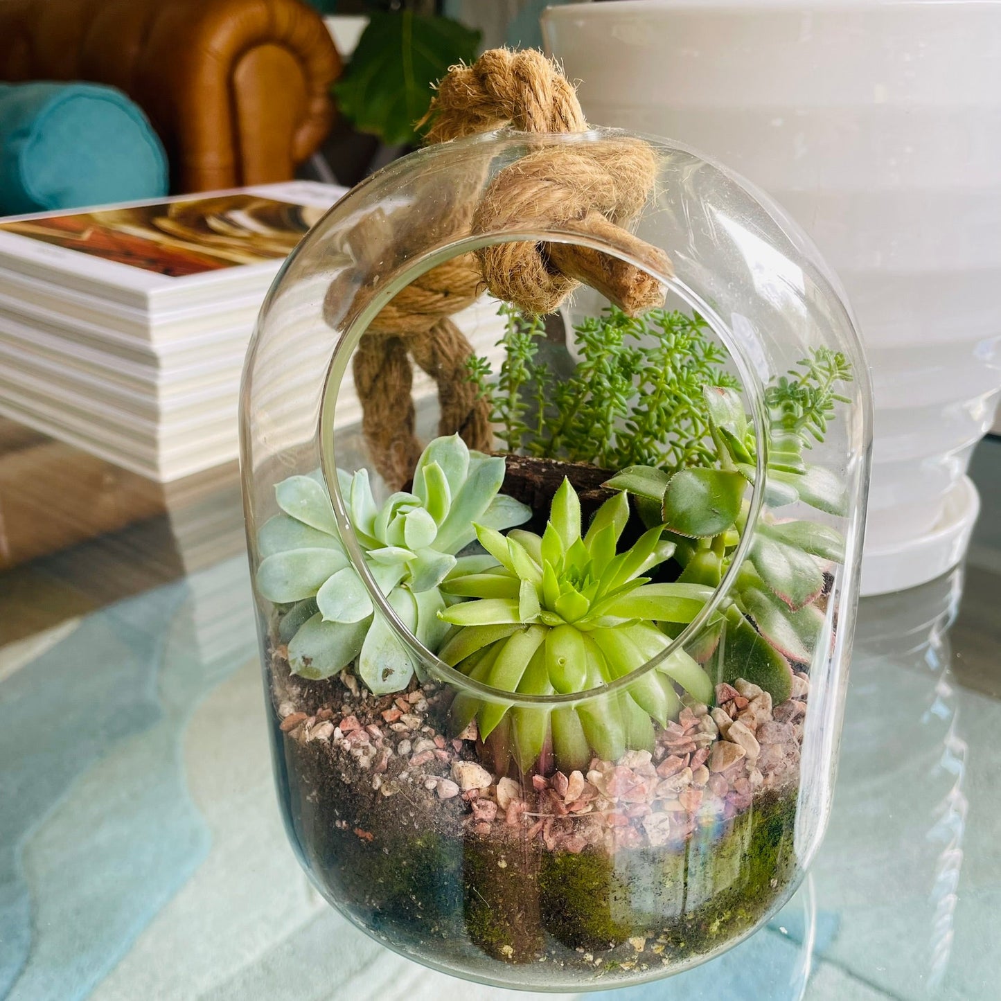 Terrario con suculentas en cúpula de vidrio