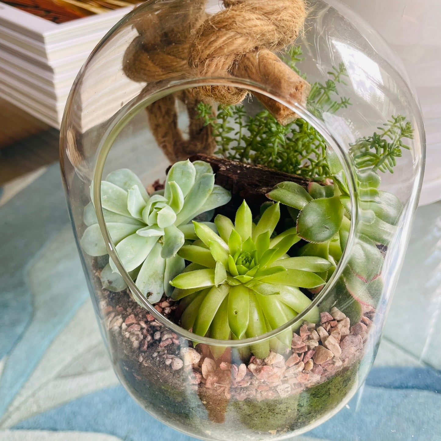 Terrario con suculentas en cúpula de vidrio