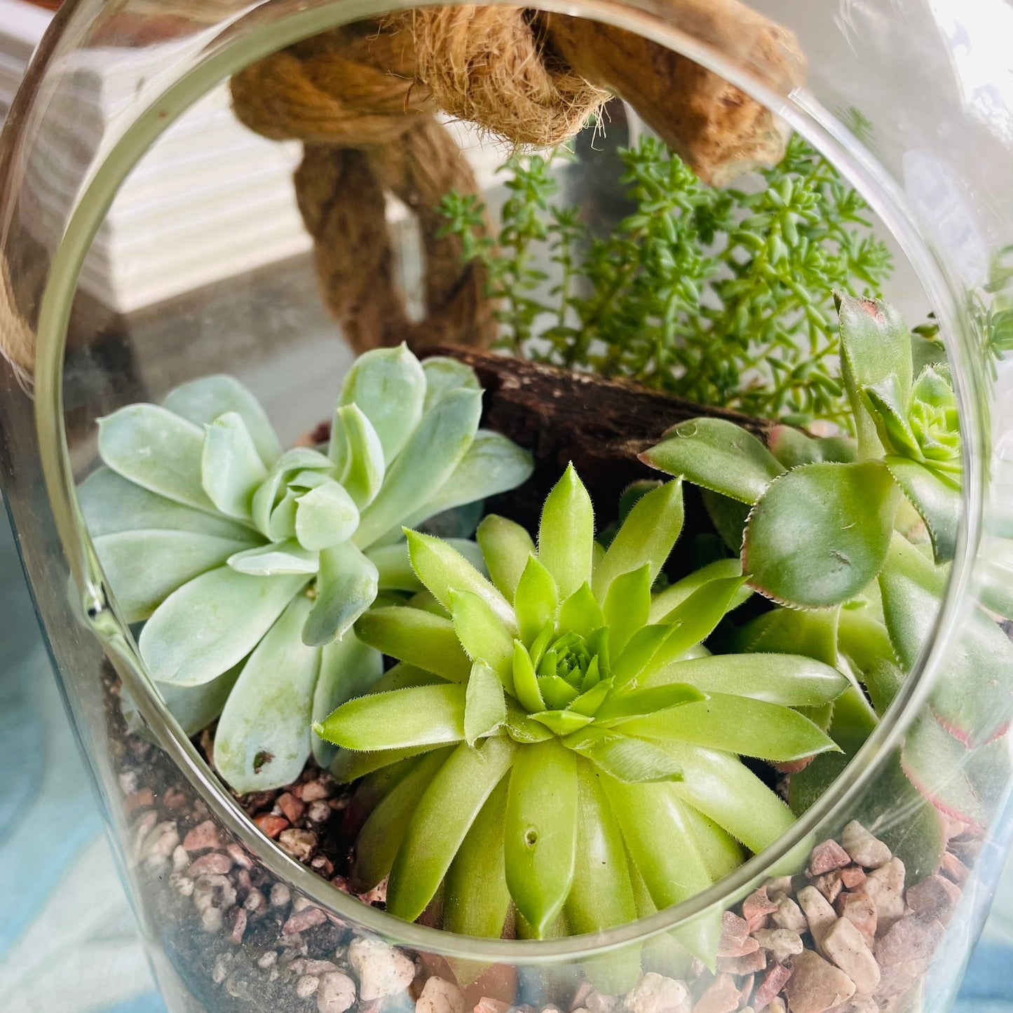 Terrario con suculentas en cúpula de vidrio