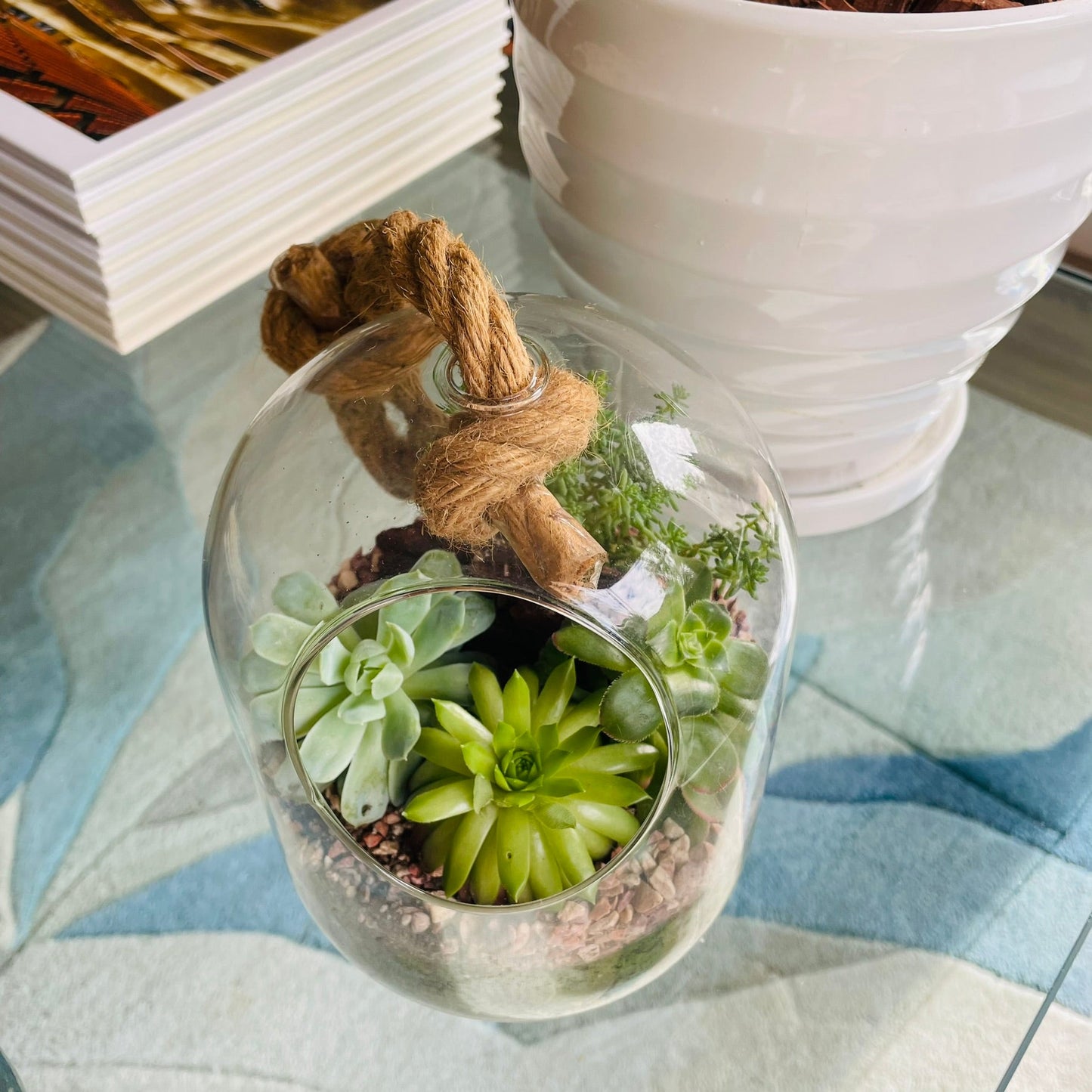 Terrario con suculentas en cúpula de vidrio
