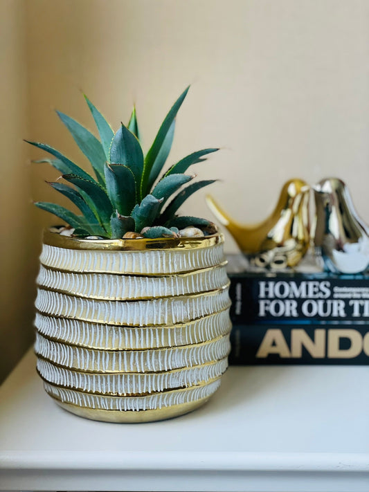 Agave Afterglow en maceta M
