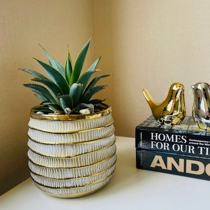 Agave Afterglow en maceta M